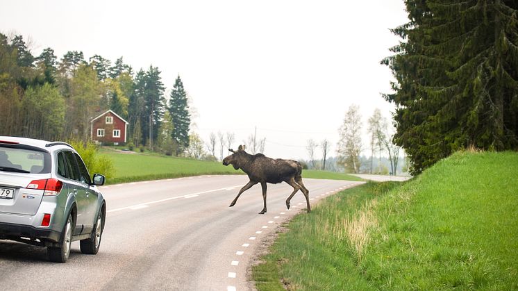 Det är brunstperioden snarare än älgjakten som lockar ut djuren på vägarna. (Foto: Fredrik Widemo, SLU)