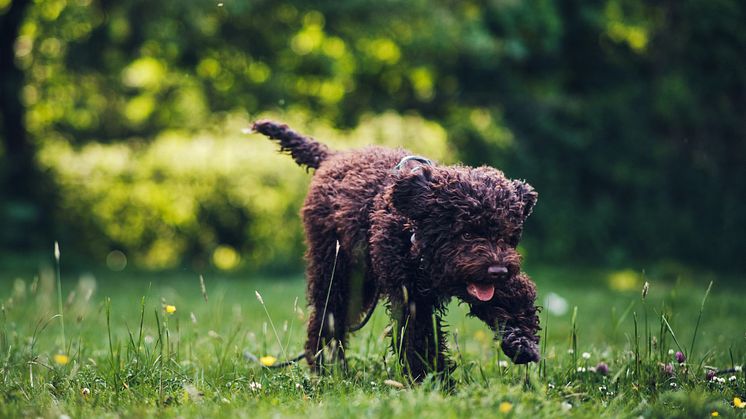 Experten varnar för vårens faror för hunden. 