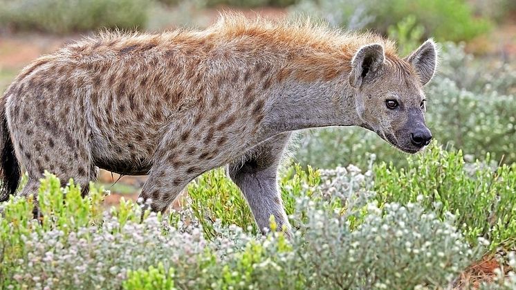 Fläckig hyena. Hyenor lämnade Afrika samtidigt som människan men hyenorna minskade i antal i områden där det fanns människor. Foto Charles J Sharp, CC-Y 4.0.