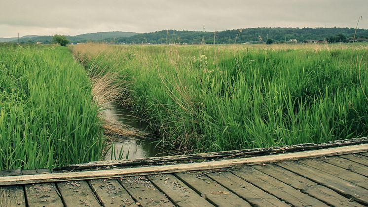 Foto: Kungsbacka kommun