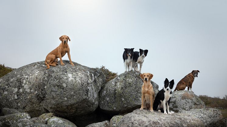 Har din hund artros eller dålig munhygien?   Ansök till AktivSveas stora test