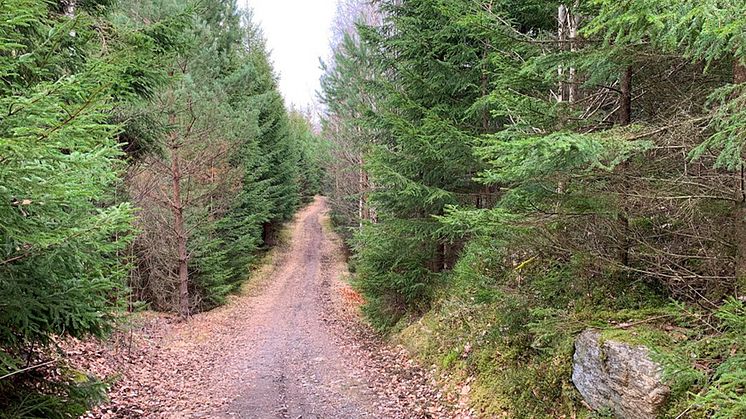 2022-04-29 Seminarium: Hur påverkas skogens kolförråd och kolflöden av skogsbruk?