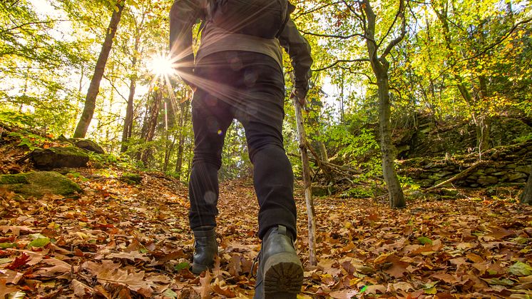 Wanderungen im goldenen Herbst rund um Altenberg (Foto: TVE/Ronny Küttner)