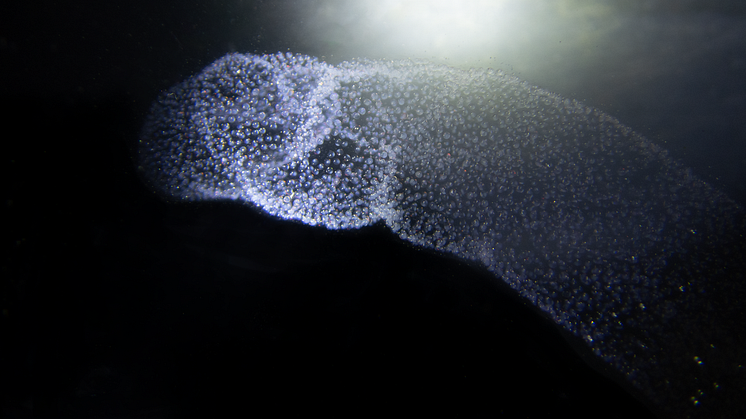 Äggsamling från djuphavsfisken Blåkäft, foto: Martin Stjernstedt Havets Hus