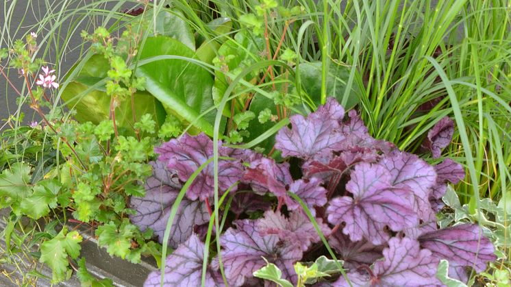 nr1:OVÄNTAT BESÖK, Kreatör Anna Unné ; Pennisetum alopecuroides ’Hameln’ ​Hedera ’Glacier’ ​Hedera ’Feenfinger’ ​Bergenia ’Eroica’ ​Pelargonium ionidiflorum ’Pinki Pinks’ ​Origanum-hybride –Kirigami’ ​Heuchera ’Wild Rose’