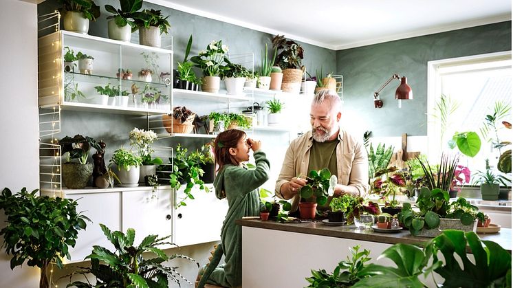 Inred med växter och grönt inomhus för ökat välmående