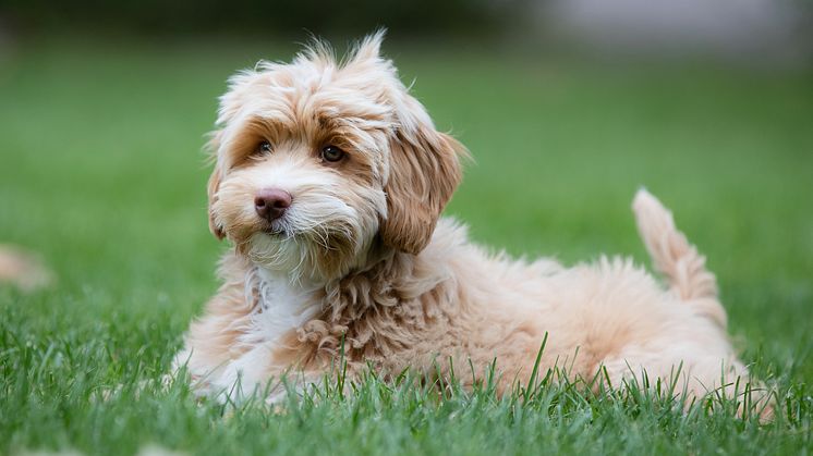 Bosse, Doris och Molly är de tre mest populära hundnamnen 2020. Foto: Sveland Djurförsäkringar