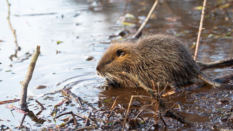 Skadedyrsbekæmper