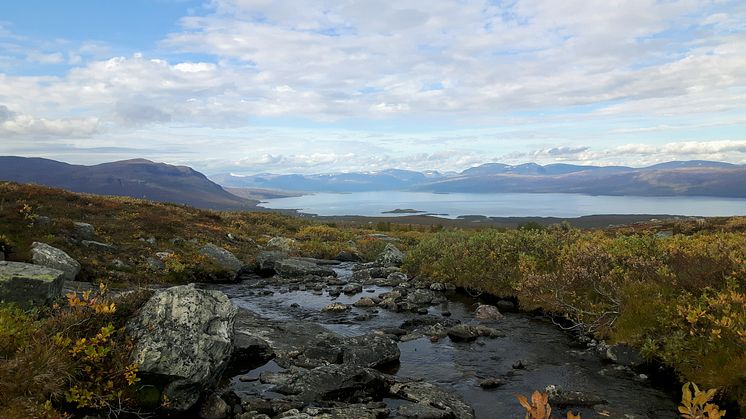 Fjällbäck i Abisko. Foto: Maria Myrstener