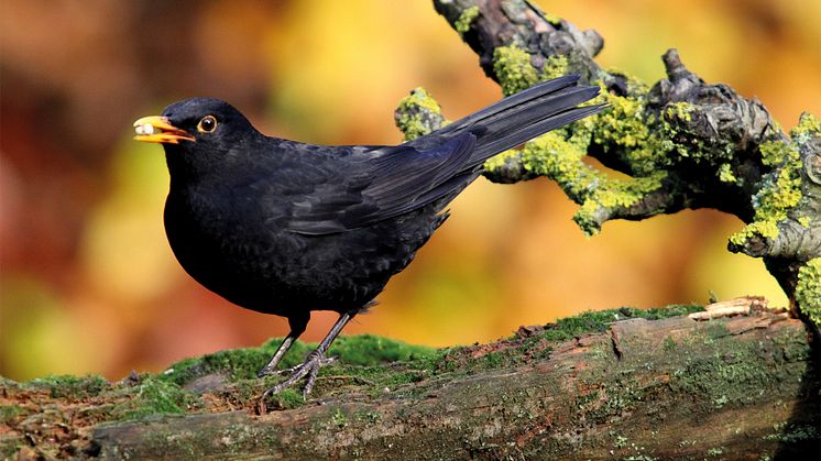 Die Amsel: Vom Wald- zum Gartenvogel.