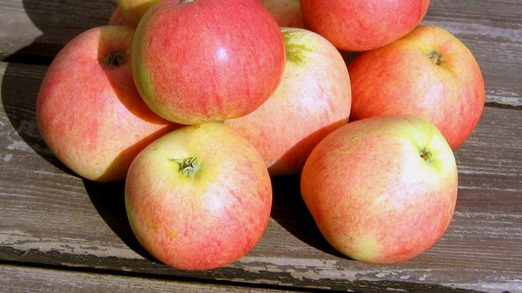 Nu mognar våra svenska äpplen och alla jublar – utom äppleallergikerna!