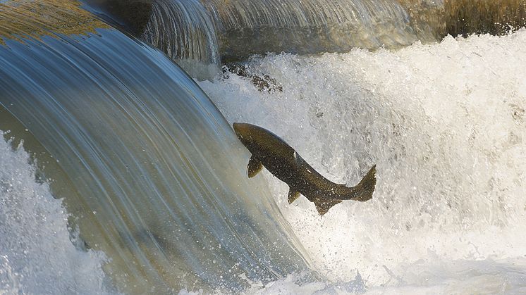 FN: Mer miljömärkt fisk är positivt för den biologiska mångfalden