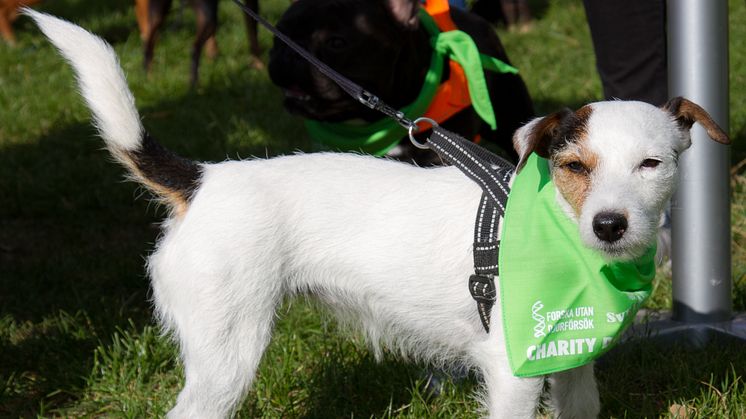 Över 250 hundägare promenerade för djurfria forskningsmetoder
