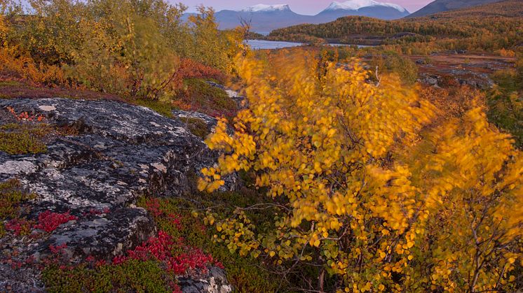 Plant roots in soil stimulate microbial decomposition, a mechanism called the priming effect. It increases greenhouse gas emission from thawing permafrost, a study from among other researchers from Umeå University shows. Photo: Ive van Krunkelsven