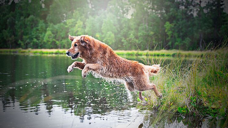 Använd sunt förnuft när du låter din hund bada i sommar.        Foto: Olivia Härkäniemi