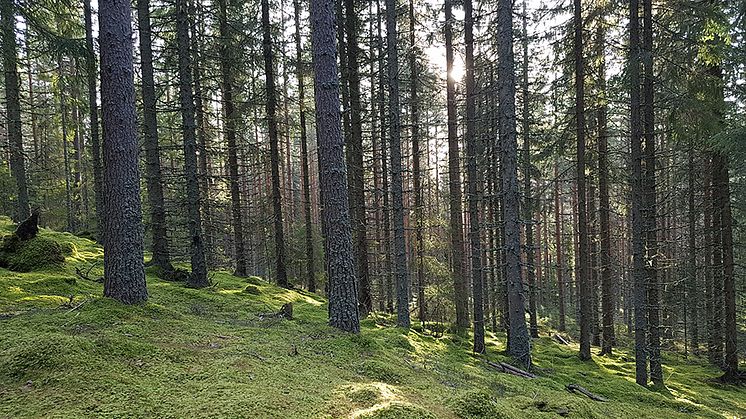 Granskog på Leksberget, Siljansfors. Foto: Ola Langvall, SLU