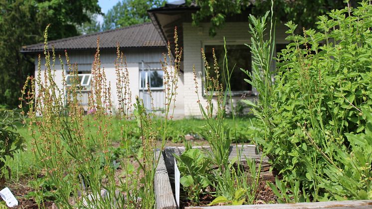 Björka Bromma halvvägshus omges av en stor trädgård med kompost och odling.