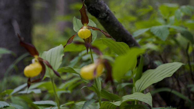 Guckusko är en högväxt, kraftig orkidé med krypande underjordisk jordstam som är sällsynt i hela Sverige. Foto: Mostphotos