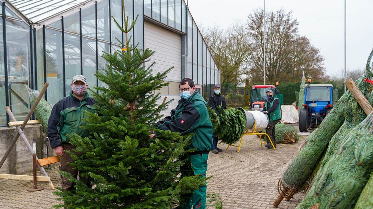 Steve Wustack (von links), Kevin Sass, Alexander Thiel und Alexander Zert verpacken die Weihnachtsbäume für den Transport.