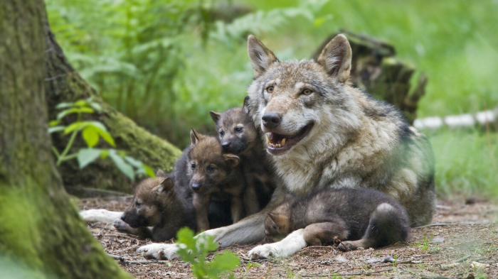 EXPERT COMMENT – Have hopes of coexistence ended as Belgium’s first wolf in 100 years is presumed dead