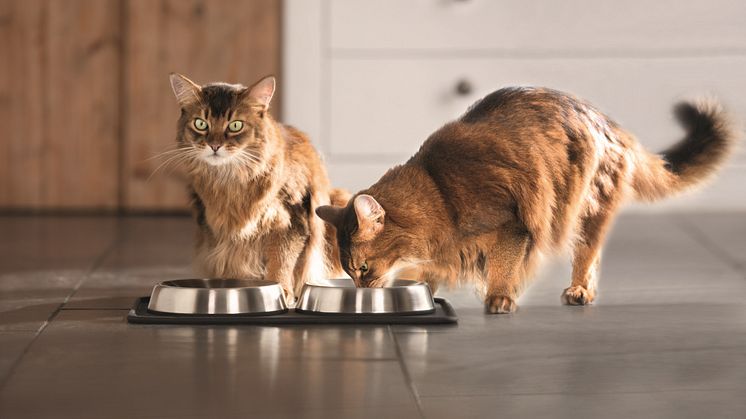 Zwei Katzen am Napf: Wichtig ist die altersgerechte Versorgung