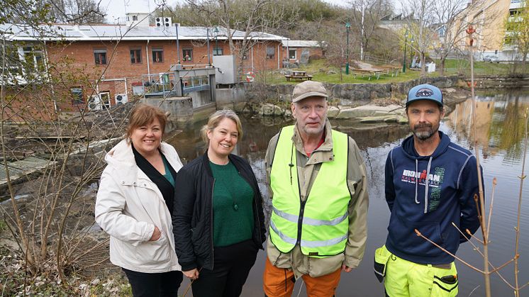 Anneli van Roijen, Sofia Stengavel, Tommy Gustavsson och Stefan Kläppe vid Bäveån i Uddevalla, där den nya fiskräknaren installerats.