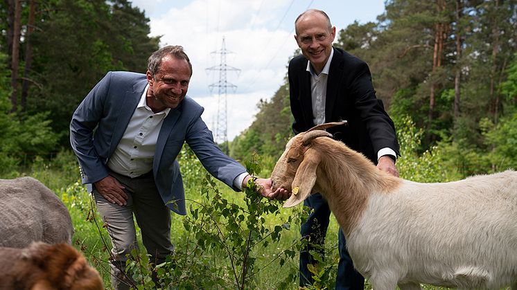 Vorstellung des ökologischen Trassenmanagements: Umweltminister Thorsten Glauber (l.) und Bayernwerk-Chef Dr. Egon Westphal auf einer Trasse in Bamberg.