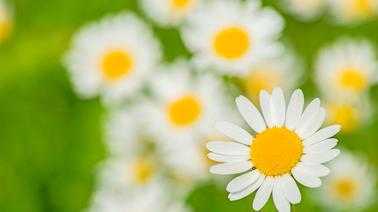 Hvem skal have Rebild Natur- og Miljøpris 2017?