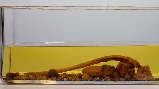 Ålen Putte, världens äldsta ål när den dog. Foto: Anna Bank.