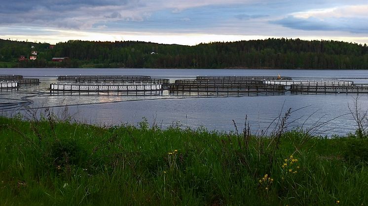 Fiskodlingen i Stöpafors, Sunne kommun. 