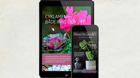 Blomsterlandets digitala magasin - nu även för mobil!