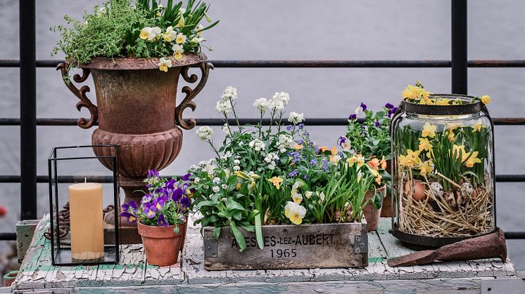 Bli glad av vårens härliga vårblommor! Foto: @atmycasa