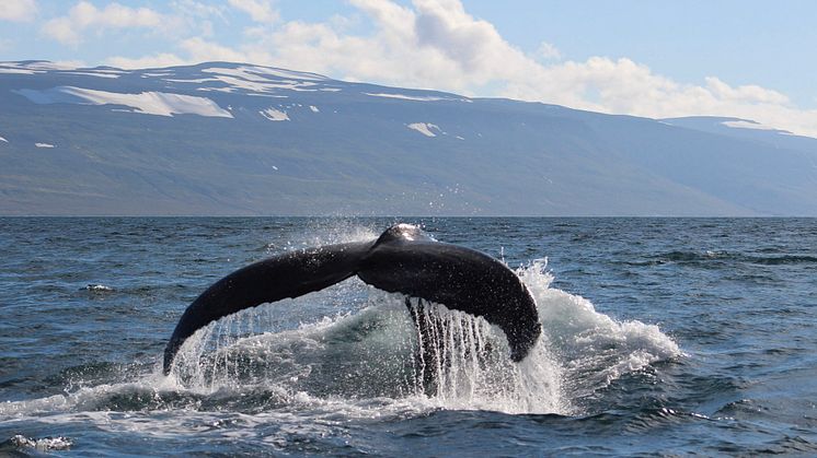 Fred. Olsen to partner with marine wildlife charity ORCA on inaugural whale-watching Iceland cruise in Summer 2019