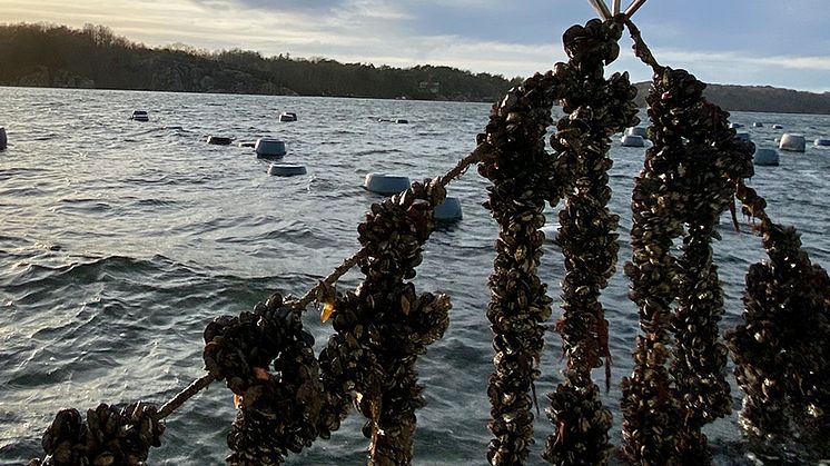 Musselodling Mollösund