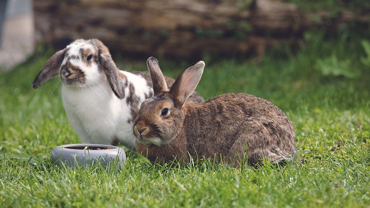 Kaninchen dürfen nicht alleine gehalten werden.