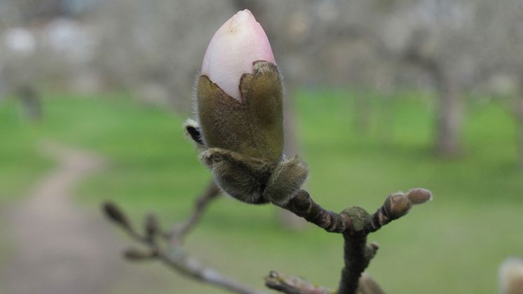 Från blomsterkungens lummiga lövsalar till skärgårdsidyll