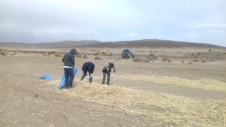 Altiplano där quinoa odlas. Samling av rester efter skörd. Foto: Carlos Martín