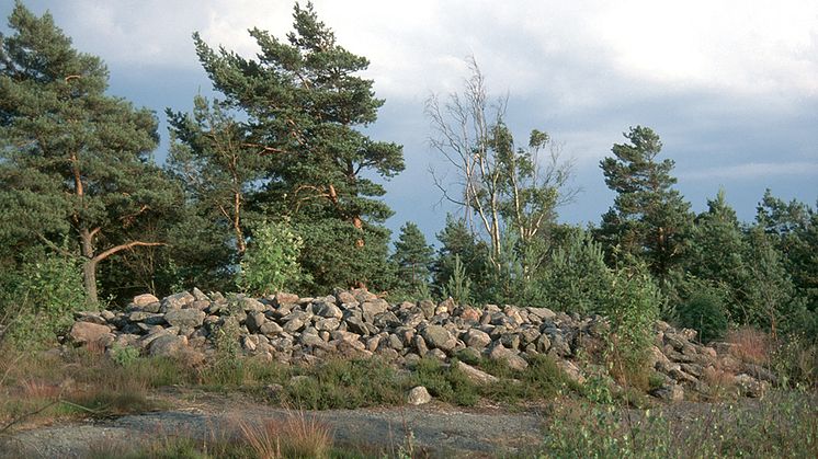 Sydväst om sjön Bergsjön ligger det här bronsåldersröset. Ett av alla spår från forntiden man kan se i Bergsjöns natur. Foto: Jan Wadebro.