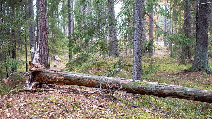 Skogsbad på Artipelag. Foto Micaela Wernberg.