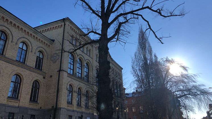 Den gamla linden är sjuk och behöver fällas under vecka sju.