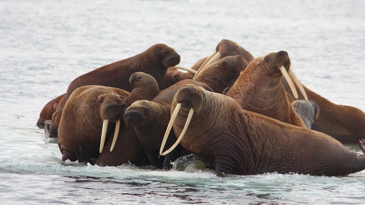 Canon Europe stöder WWF Internationals expedition till det fjärran kusthavet Laptev utanför Sibirien