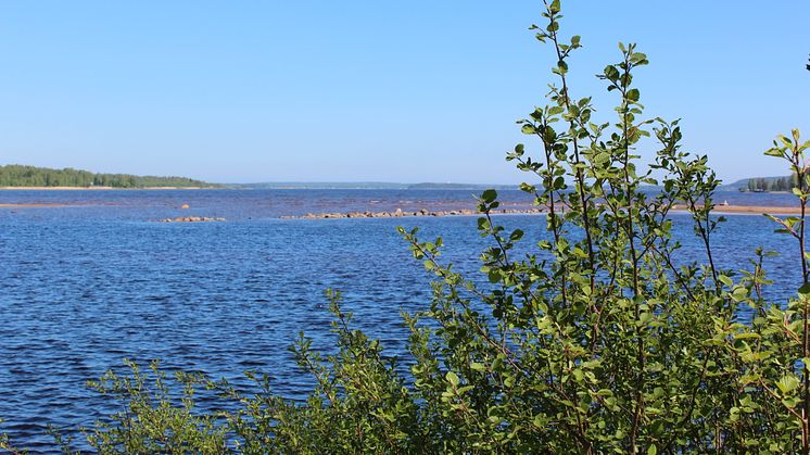 Piteå kommun ansöker hos Länsstyrelsen om att göra Svensbyfjärden till vattenskyddsområde.Foto: Jenny Bergman 