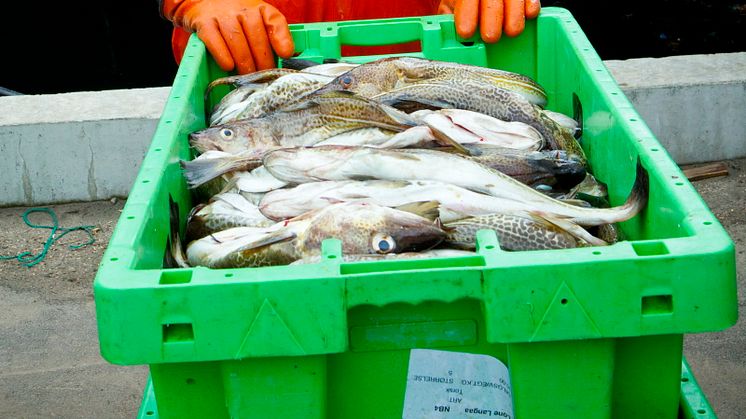 Ransonen för torskfiske ändras