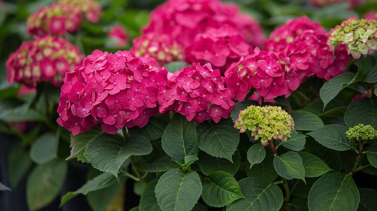 Summer Love är en ny hortensia med hallonröda blommor.