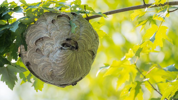 WASP storsatsar på excellenta forskningsmiljöer – NESTs 