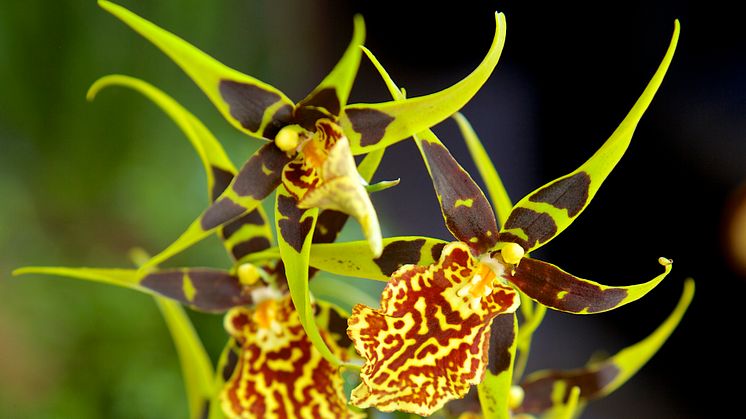 Orkidéutställningen Orkidéer med vänner till Luleå