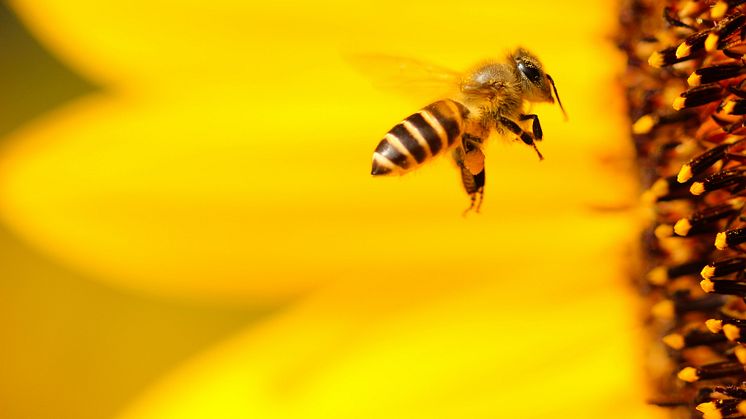 Vaggerydssurret, en temavecka med fokus på vilda pollinatörer.