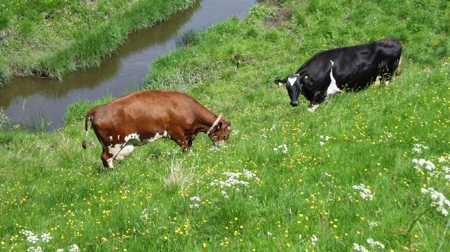 ​Västra Götalands län har flest ekologiska mjölkkor. Totalt fanns 13 600 ekologiska mjölkkor i länet 2019 vilket motsvarar nästan en fjärdedel av samtliga ekologiskt hållna mjölkkor i Sverige. Foto: Urban Wigert.