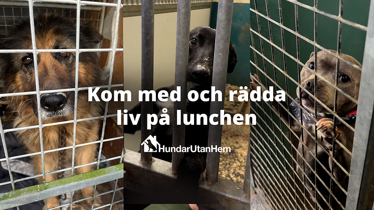 Hundar på irländska dog pounds