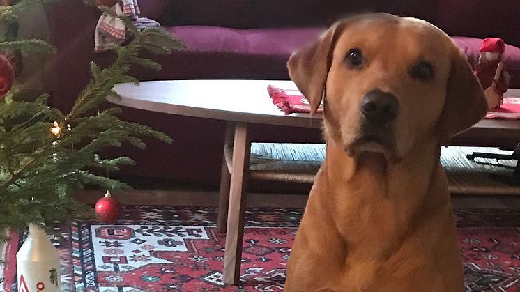 Leksaker är årets julklapp bland hundar - men upplevelser kvalar in på topplistan